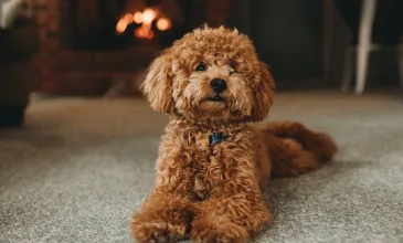 Best Stain Remover for Pet Accidents in 2025